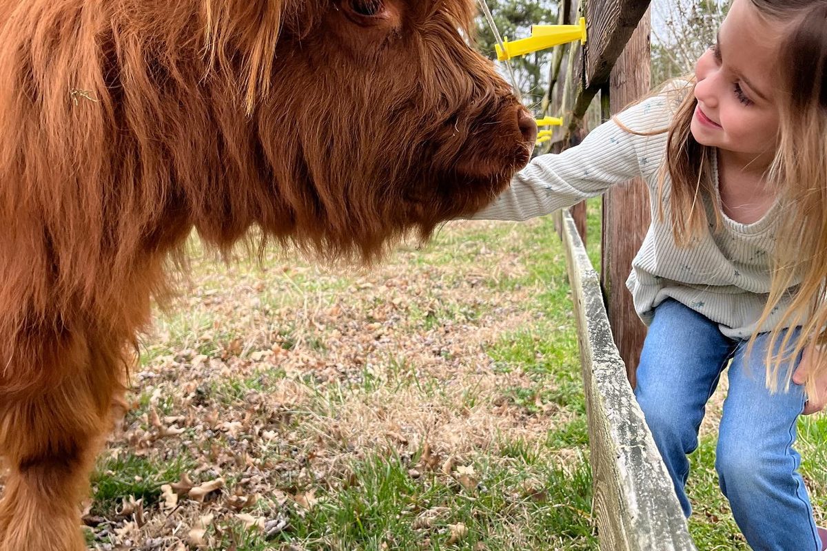Meeting our Highland cattle at Primal Farms in Sanford, NC