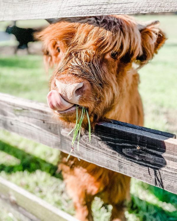 Highland calf at Primal Farms