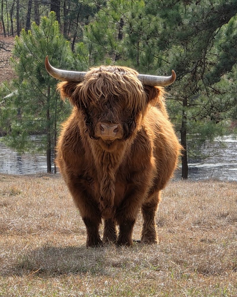 Registered Highland cow at Primal Farms