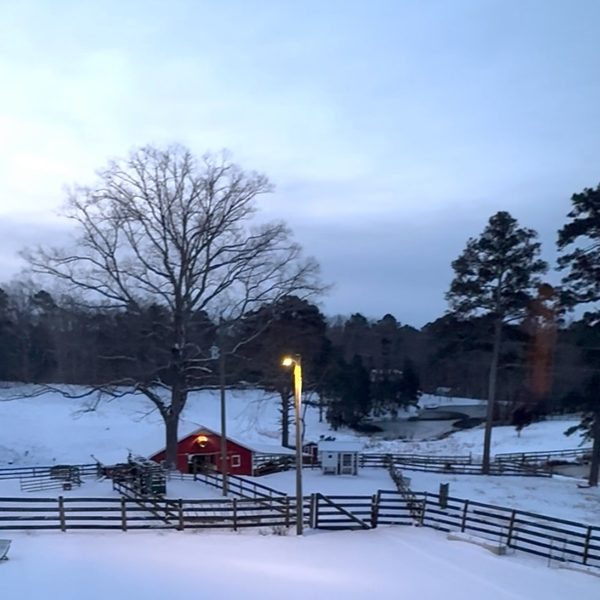 Primal Farms in the snow — Sanford, NC