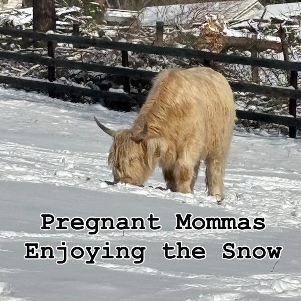 Pregnant Highland mommas in the snow
